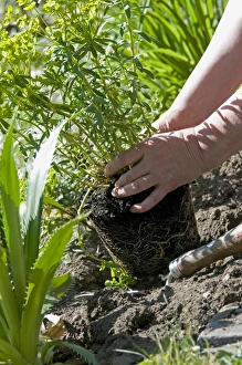 Removed Prints: Gardener with plant removed from pot, for planting in garden, Norfolk, England, may