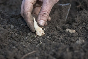 Hand Prints: Gardener planting Fuchsia (Fuchsia sp)