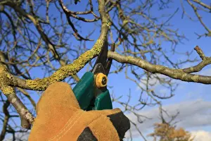 Hand Prints: Gardener pruning Common Walnut (Juglans regia) twigs with secateurs in garden