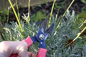 Hand Prints: Gardener pruning Cultivated Lavender (Lavandula sp)