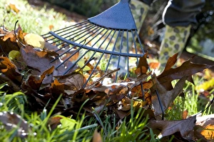 Gardener raking up fallen leaves with garden leaf rake, England, october