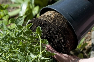 Removed Prints: Gardener removing plant from pot, for planting in garden, Norfolk, England, may
