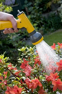 Gardener Prints: Gardener watering Azalea (Rhododendron sp. ) in garden with hose, Norfolk, England, may