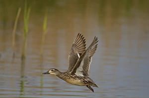 Garganey (Anas querquedula) adult female, in flight over water, Norfolk, England