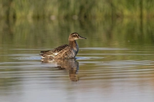 Garganey (Anas querquedula) adult male, eclipse plumage, standing in shallows of pond, Suffolk, England, September