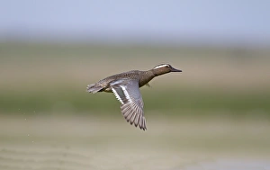 Garganeys Prints: Garganey (Anas querquedula) adult male, in flight, Norfolk, England