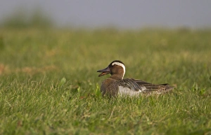 Garganeys Prints: Garganey (Anas querquedula) adult male, quacking, sitting on grass, Norfolk, England