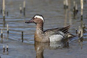 Garganeys Prints: Garganey (Anas querquedula) adult male, swimming, Warwickshire, England, April