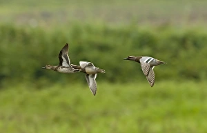 Winters Prints: Garganey (Anas querquedula) adult males and female