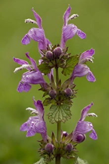 Lamiaceae Prints: Gargano Dead-nettle (Lamium garganicum) flowering, Italy, May