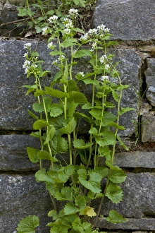Garlic Mustard (Alliaria petiolata) flowering, growing beside wall, Bulgaria, may