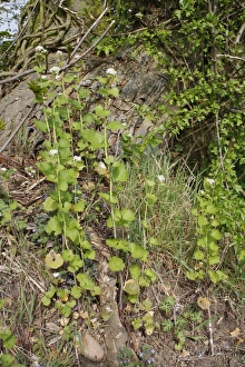 Garlic Mustard (Alliaria petiolata) flowering, growing at base of tree in hedgerow, Bacton, Suffolk, England, april