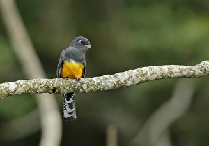 Panamanian Prints: Gartered Trogon (Trogon caligatus) adult female