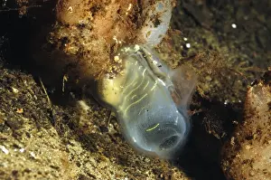 Lochs Prints: Gas Mantle Ascidian (Corella parallelogramma) adult