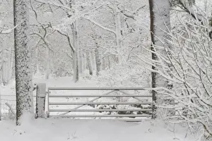 Gates Prints: Gate into Sessile Oak (Quercus petraea) woodland after snowstorm, Powys, Wales, March