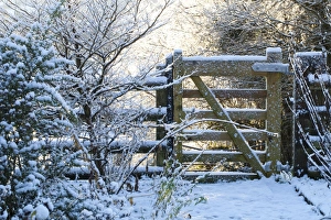 Gates Prints: Gate in snow covered garden, Powys, Wales, January