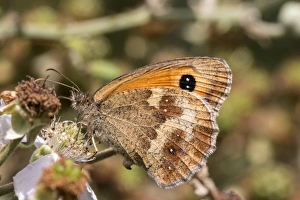 Bramble Prints: Gatekeeper Butterfly on bramble, Female, July, Suffolk