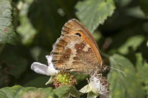 Gatekeeper Butterfly on bramble, Female, July, Suffolk