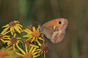 Nectar Prints: Gatekeeper (Pyronia tithonus) adult, feeding on flowers, Suffolk, England, August