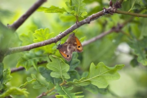 Quercus Prints: Gatekeeper (Pyronia tithonus) adult pair