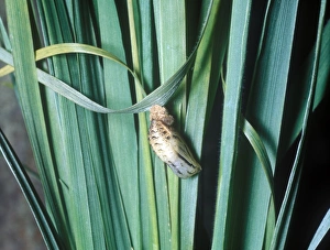 Pupa Prints: Gatekeeper (Pyronia tithonus) pupa