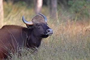Madhya Pradesh Prints: Gaur (Bos gaurus) adult female