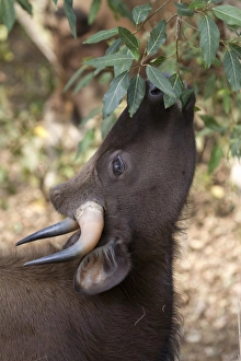 Gaur (Bos gaurus) adult female, close-up of head, feeding on leaves from tree, Kanha N. P. Madhya Pradesh, India