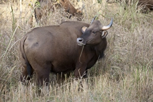 Gaur (Bos gaurus) adult female, feeding on grass, Kanha N. P. Madhya Pradesh, India