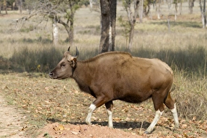 Madhya Pradesh Prints: Gaur (Bos gaurus) adult female