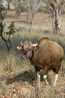Madhya Pradesh Prints: Gaur (Bos gaurus) adult female