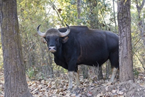 Bull Prints: Gaur (Bos gaurus) adult male, standing in forest, Kanha N. P. Madhya Pradesh, India, March