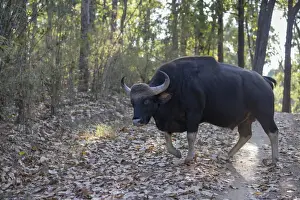 Bull Prints: Gaur (Bos gaurus) adult male, walking on track in forest