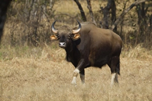 Seladangs Prints: Gaur (Bos gaurus) adult, walking in dry grass, India