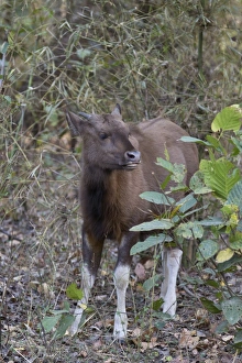 Madhya Pradesh Prints: Gaur (Bos gaurus) calf, standing in vegetation, Kanha N. P. Madhya Pradesh, India