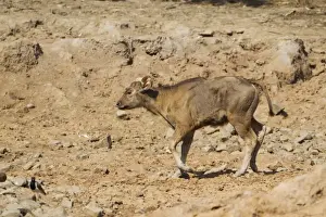 South Asia Prints: Gaur (Bos gaurus) calf, trotting on dry soil near waterhole