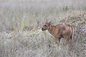 Madhya Pradesh Prints: Gaur (Bos gaurus) young, standing in grass, Kanha N. P. Madhya Pradesh, India, March