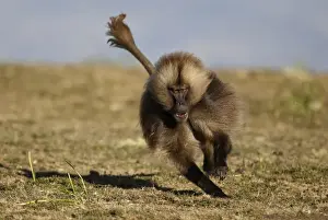 Aggression Prints: Gelada Baboon (Theropithecus gelada) dominant adult male