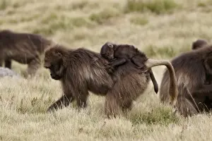 Sleeping Prints: Gelada (Theropithecus gelada) adult female with baby sleeping on back