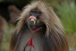 Funny Prints: Gelada (Theropithecus gelada) adult male, in lip-flip display, Simien Mountains, Ethiopia