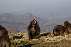 Gelada (Theropithecus gelada) adult male, in lip-flip and yawning display, sitting amongst females, Simien Mountains, Ethiopia
