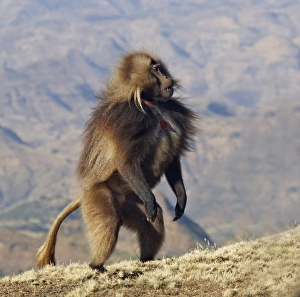 Gelada (Theropithecus gelada) adult male, standing on hind legs, Simien Mountains, Ethiopia