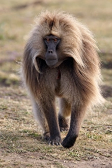 Gelada (Theropithecus gelada) adult male, walking, Simien Mountains, Ethiopia