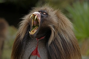 Gelada (Theropithecus gelada) adult male, in lip-flip and yawning display, Simien Mountains, Ethiopia