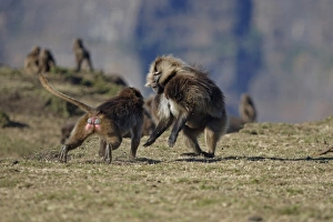 Gelada (Theropithecus gelada) adult male, being confronted by aggressive female, Simien Mountains, Ethiopia