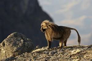 Gelada (Theropithecus gelada) adult male, standing on rocks, Simien Mountains, Ethiopia