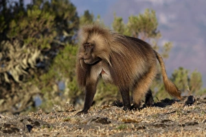 Gelada (Theropithecus gelada) adult male, walking, Simien Mountains, Ethiopia