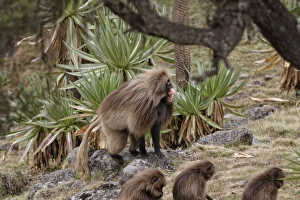 Gelada (Theropithecus gelada) adult male, in lip-flip threatening display, in afro-alpine heathland habitat, Simien Mountains, Ethiopia