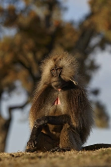 Gelada (Theropithecus gelada) adult male, sitting, Simien Mountains, Ethiopia