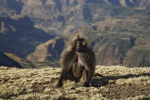 Gelada (Theropithecus gelada) adult male, sitting in mountain habitat, Simien Mountains, Ethiopia