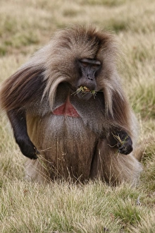 Gelada (Theropithecus gelada) adult male, feeding, grazing on grass, Simien Mountains, Ethiopia